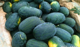 黑瓜吃料网每日爆料fun,fun每日精彩内容大盘点